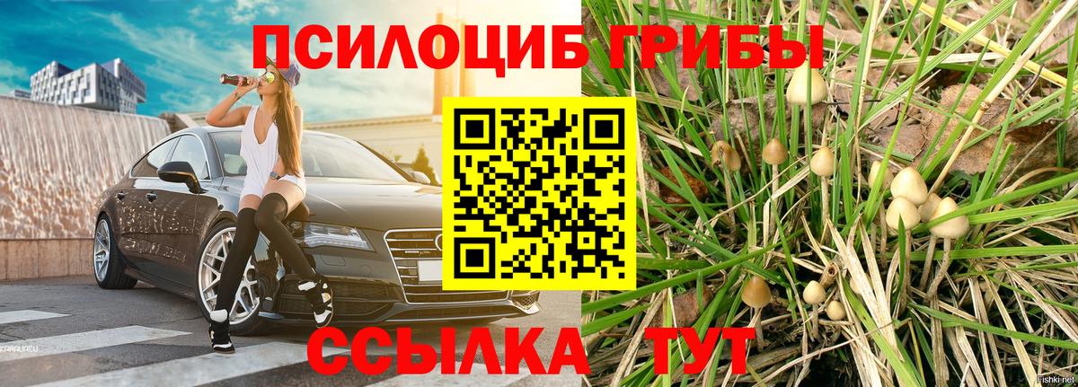Псилоцибиновые грибы прущие грибы  Вход с VPN  Ялта 